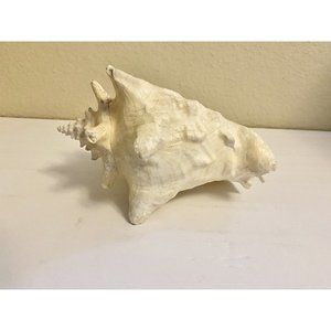 Queen Conch Seashell Shell  Strombus Gigas Decor Decoration Large 6”x8”